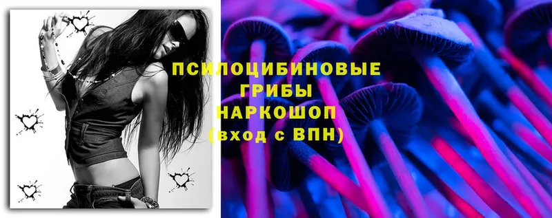 kraken как зайти  Чернушка  Псилоцибиновые грибы Psilocybe 